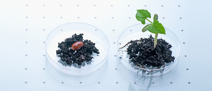 植物提取分離技術(shù)平臺